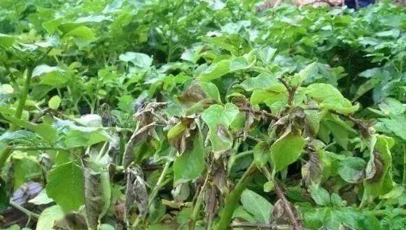 农资人必备 7类作物44种常见病虫害最新推荐用药手册