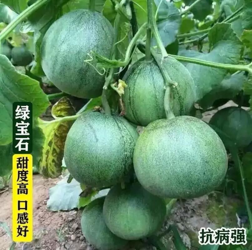 绿宝石甜瓜种子.#抖音助农 #优质农产品 #口感特别好 真正 - 抖音